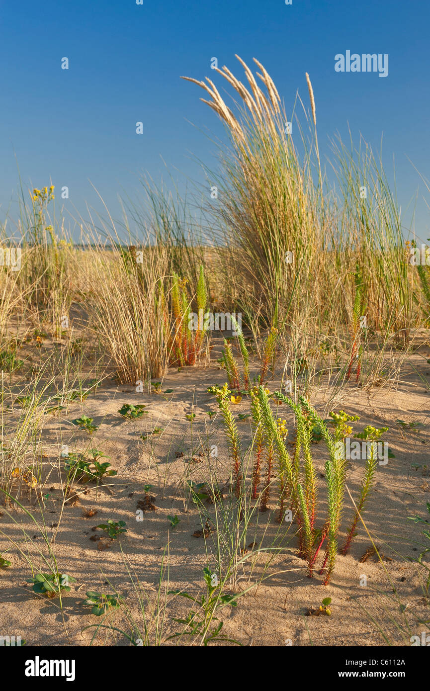 Grass on sand dune Stock Photo