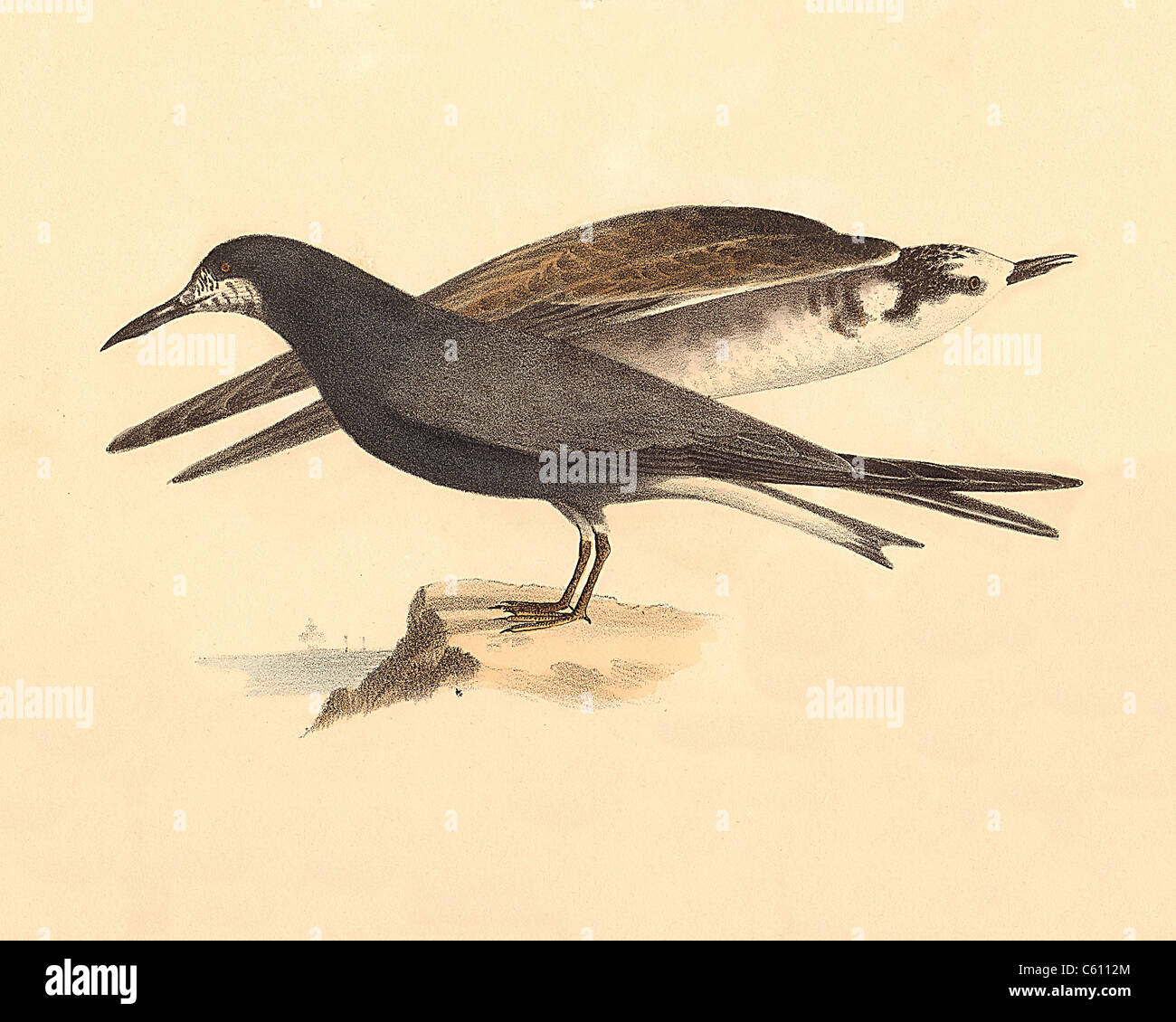 The Black Tern (Sterna nigra, Chlidonias niger)  vintage bird lithograph - James De Kay, Zoology of New York, or the New-York Fauna, Part II, Birds Stock Photo