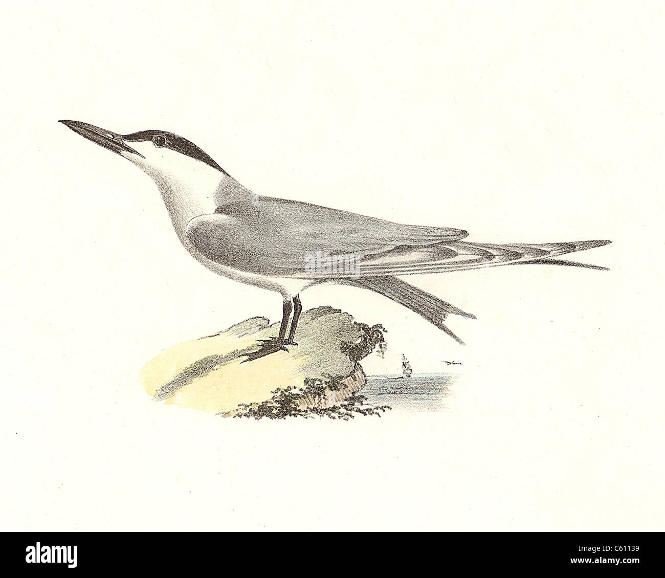The Marsh Tern, Gull-billed Tern (Sterna anglica, Gelochelidon nilotica) vintage bird lithograph - James De Kay, Zoology of New York, NY Fauna, Birds Stock Photo