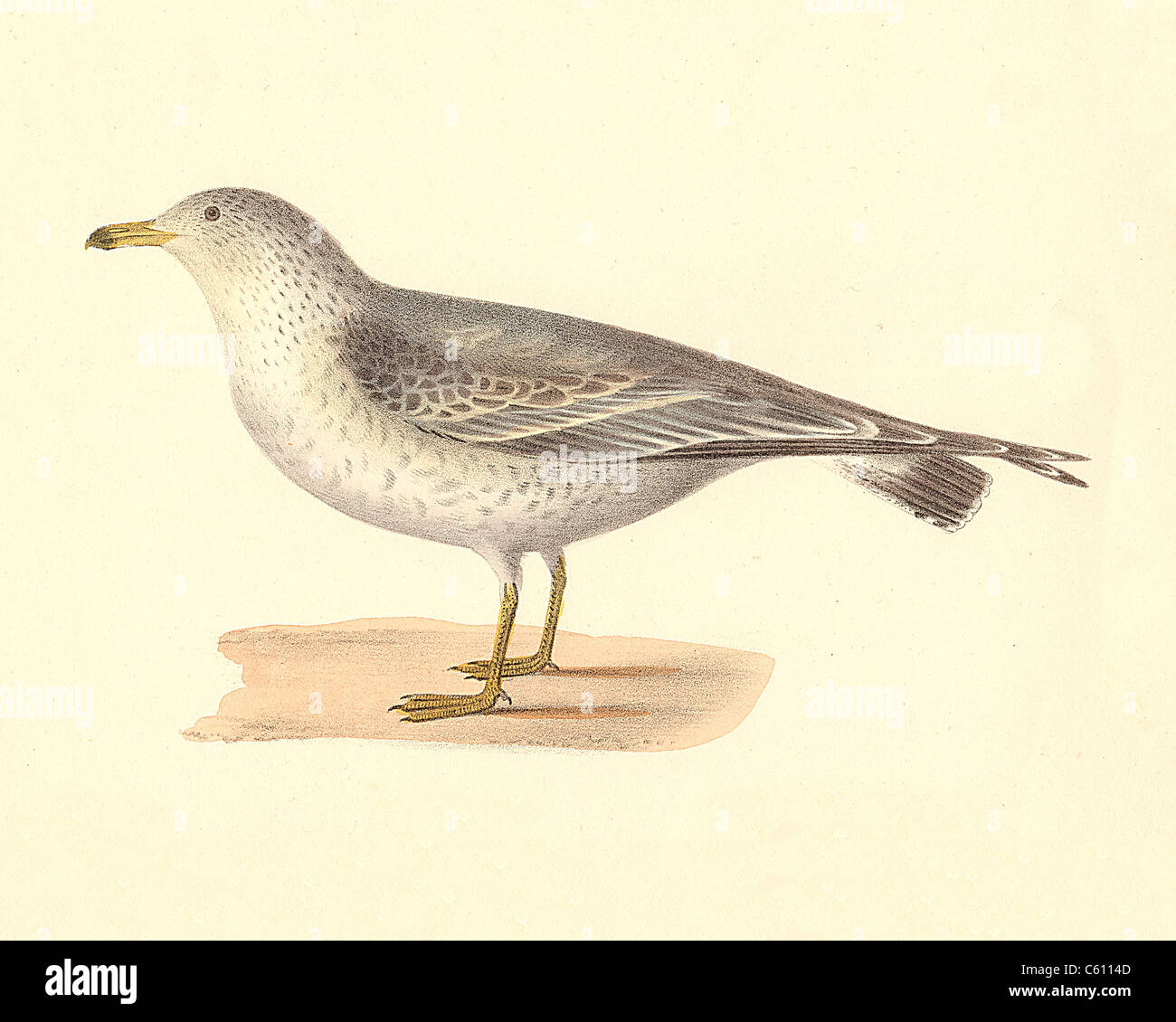 The Common American Gull, The Common Gull, Mew Gull (Larus zonorhyncus, Larus canus) vintage bird lithograph, James De Kay, Zoology of NY, Birds Stock Photo