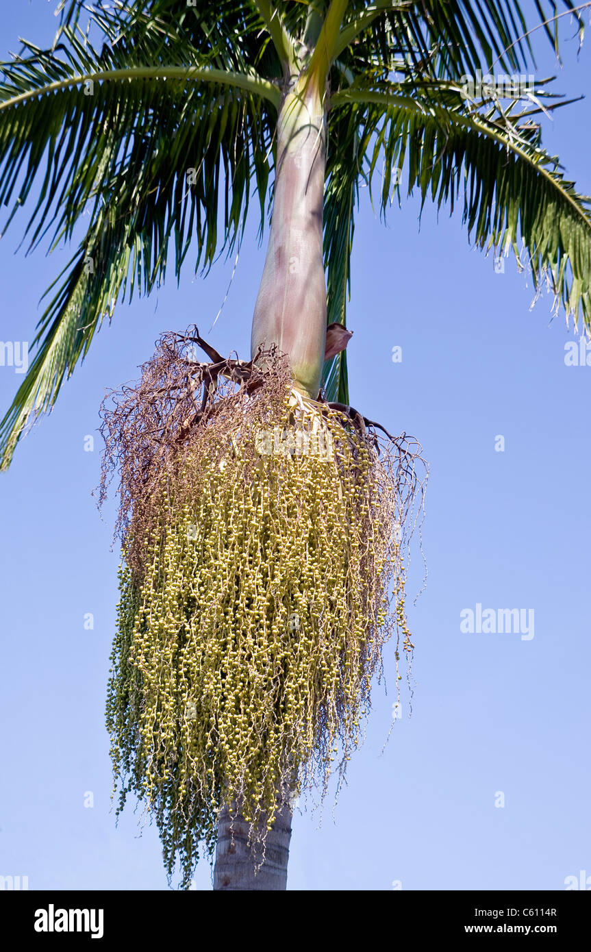 Palm fruit on the streets of Los Angeles Stock Photo Alamy