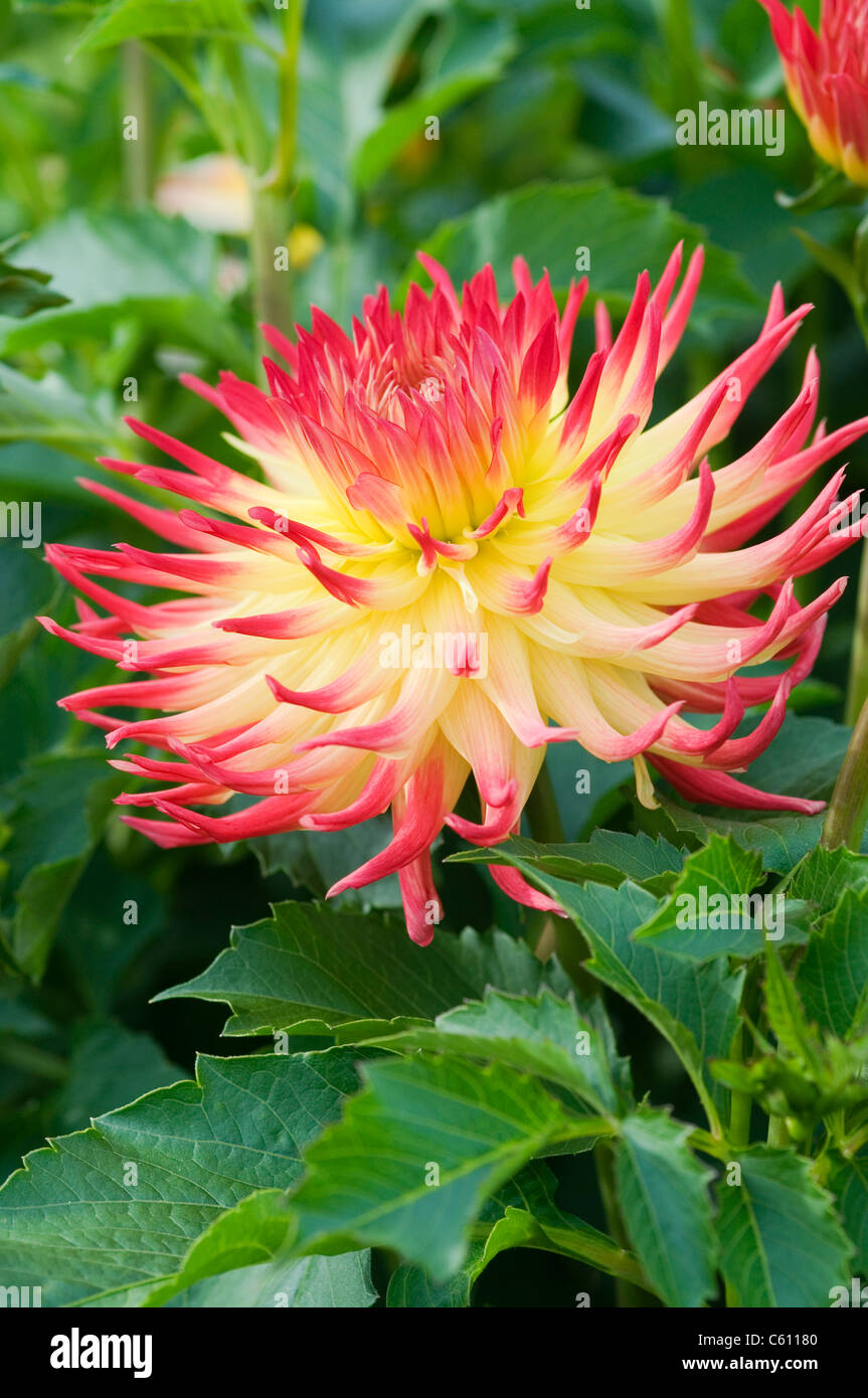 Dahlia flower in bloom hi-res stock photography and images - Alamy