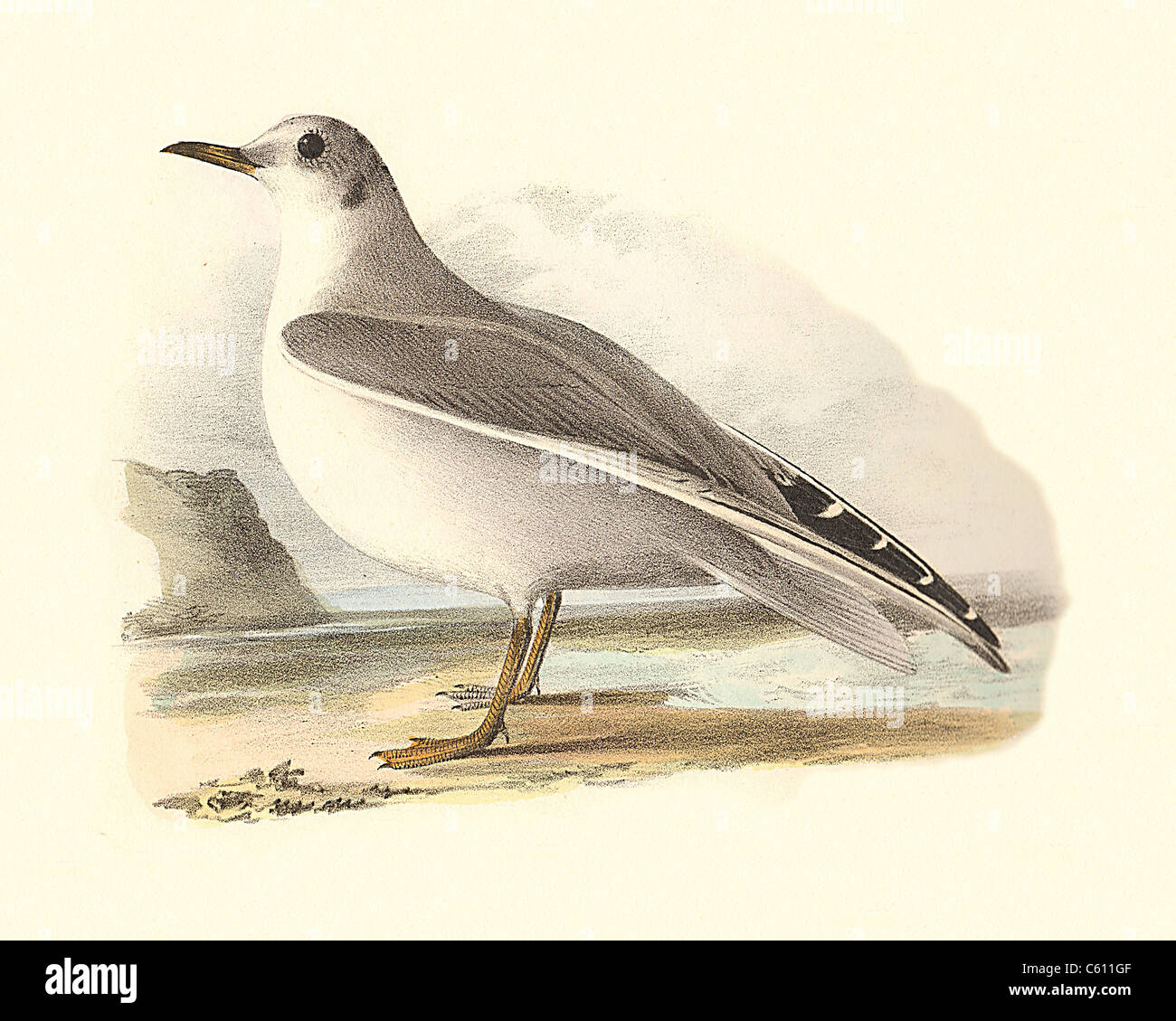 Bonaparte's Gull - winter (Larus bonaparti, Chroicocephalus philadelphia) vintage bird lithograph - James De Kay, Zoology of New York, Fauna, Birds Stock Photo