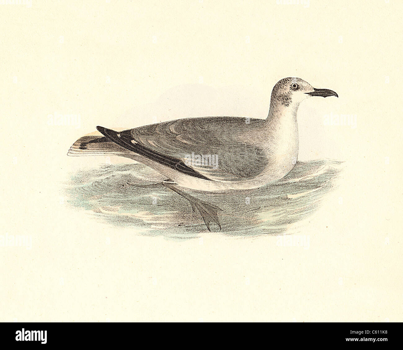 The Laughing Gull (Larus atricilla, Leucophaeus atricilla)  vintage bird lithograph - James De Kay, Zoology of New York, Fauna, Part II, Birds Stock Photo