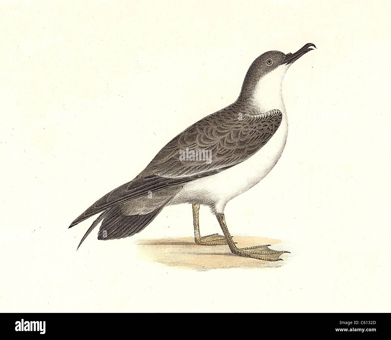 The Large Shearwater, young, Audubon's Shearwater (Puffinus obscurus, Puffinus lherminieri) vintage bird lithograph - James De Kay, NY Zoology Birds Stock Photo