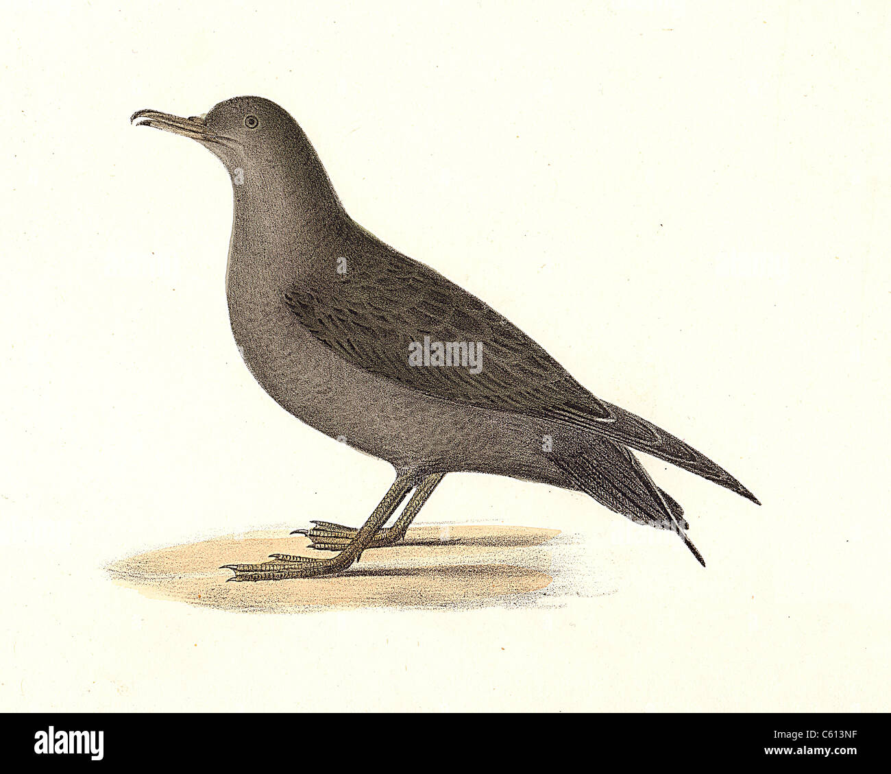 The Large Shearwater, adult, Audubon's Shearwater (Puffinus obscurus, Puffinus lherminieri) vintage bird lithograph - James De Kay, NY Zoology Birds Stock Photo