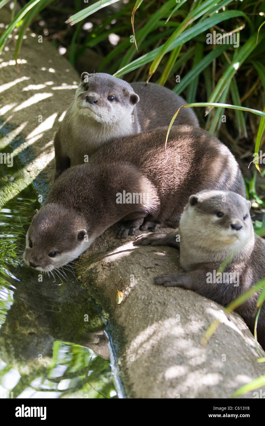 Lontra canadensis Northern river Otter on a log by a stream Stock Photo