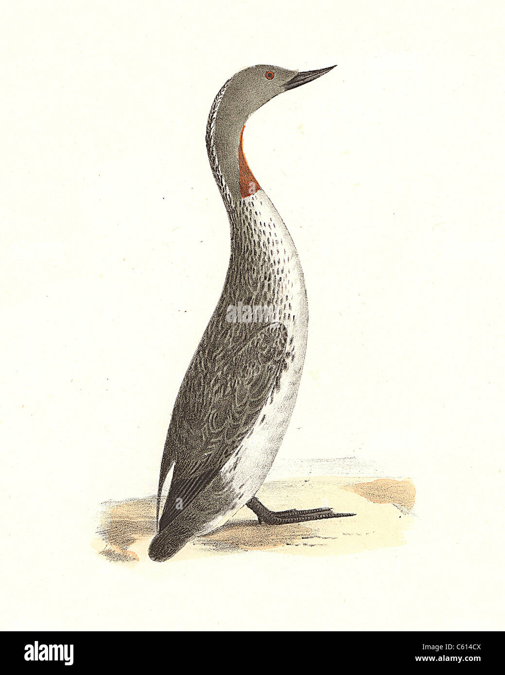 The Red-throated Loon, Red-throated Diver (Colymbus septentrionalis, Gavia stellata) vintage bird lithograph, James De Kay, Zoology of New York, Birds Stock Photo