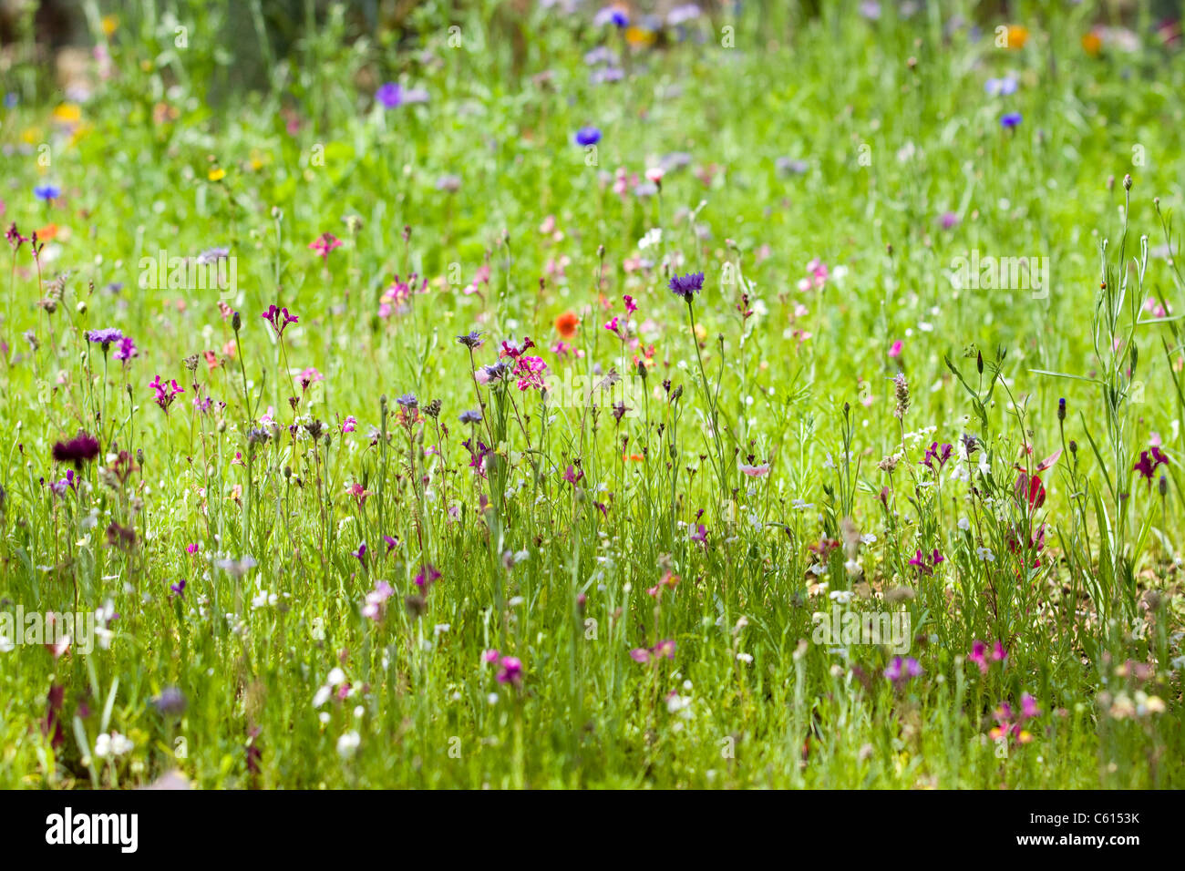 Wild flowers in a flower meadow Stock Photo - Alamy