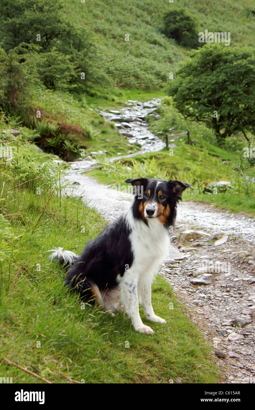 Tricolor tricolour border collie mature male sheep dog sheepdog on mountain path track in Lake District National Park, England Stock Photo