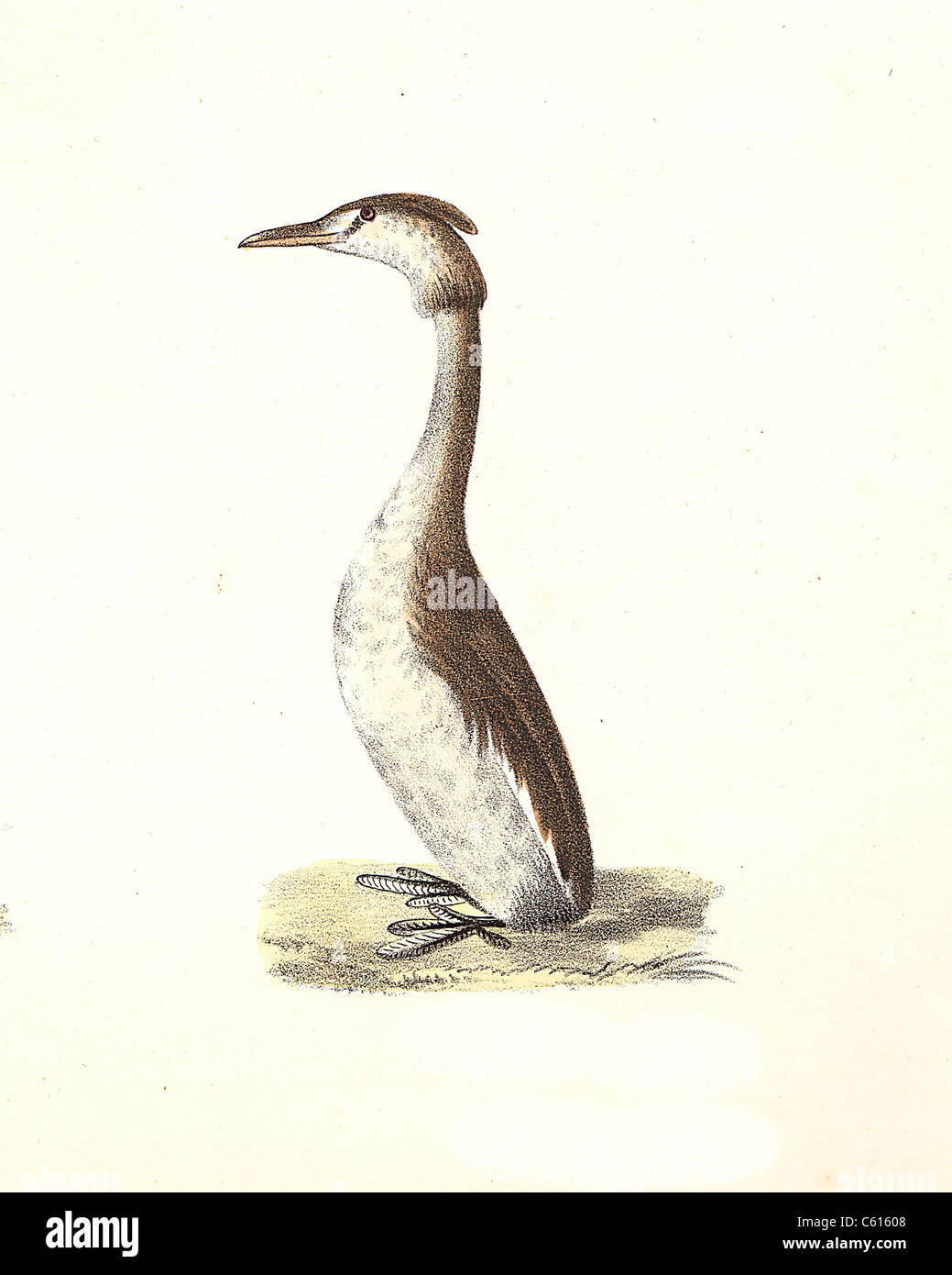 The Crested Grebe, Great Crested Grebe (Podiceps cristatus) vintage bird lithograph - James De Kay, Zoology of New York, or the New-York Fauna, Birds Stock Photo