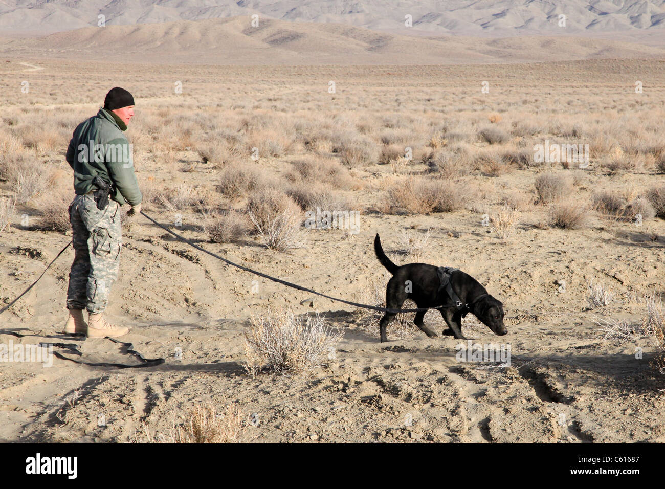 US soldier works with Bear a military working dog searching for land mines at Bora Jengi Zabul province Afghanistan. Dec. 19 2010. Stock Photo