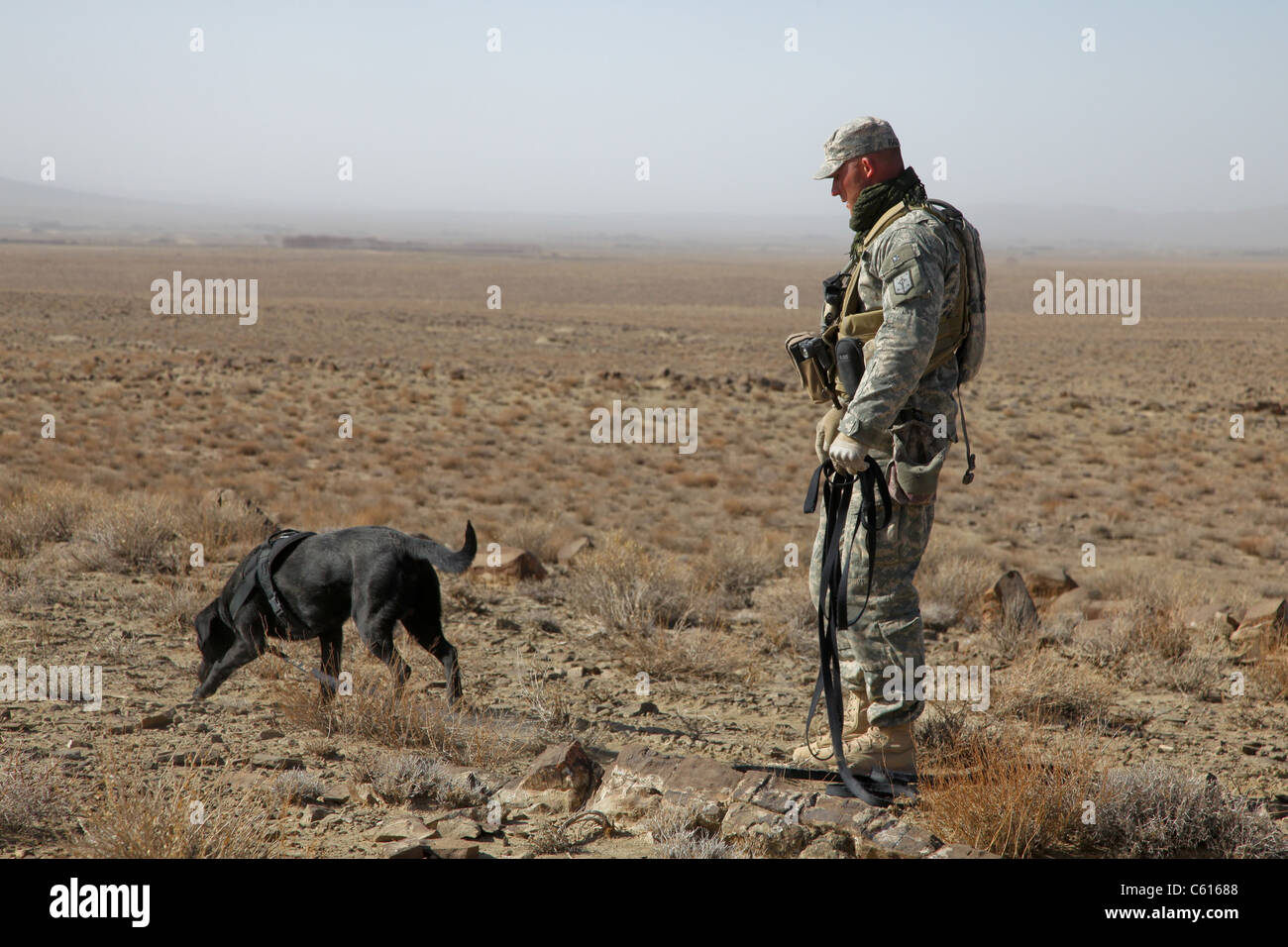 US soldier works with a dog identified as Staff Sgt. Bear a working dog searching for land mines at Bora Jengi Zabul province Afghanistan. Dec. 23 2010. Stock Photo
