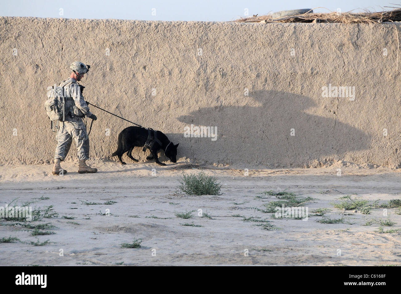 US Army working dog team conducts a patrol in the Zhari district of Kandahar province Afghanistan April 21 2011. Stock Photo