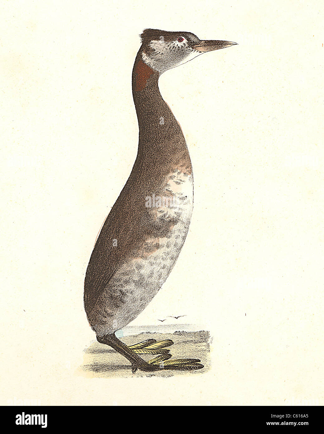 The Red-necked Grebe(Podiceps rubricollis, Podiceps grisegena)  vintage bird lithograph - James De Kay, Zoology of New York, or the NY Fauna, Birds Stock Photo