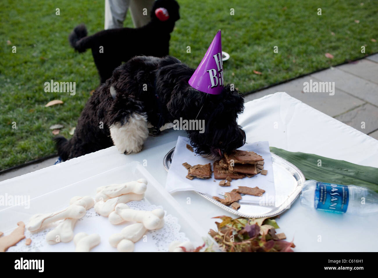 At a birthday celebration for the Bo First Family's dog his brother Cappy adopted by Sen. Edward and Vicki Kennedy sneaks a treat from a table in the Rose Garden of the White House Oct. 9 2009., Photo by: Everett Collection(BSLOC 2011 7 10) Stock Photo