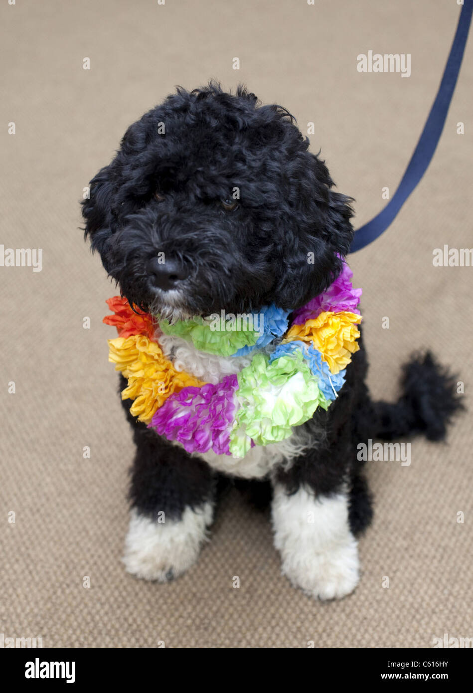 Bo the Obama family dog wearing Hawaiian lei sits for his first White House portrait. April 2009., Photo by: Everett Collection(BSLOC 2011 7 12) Stock Photo