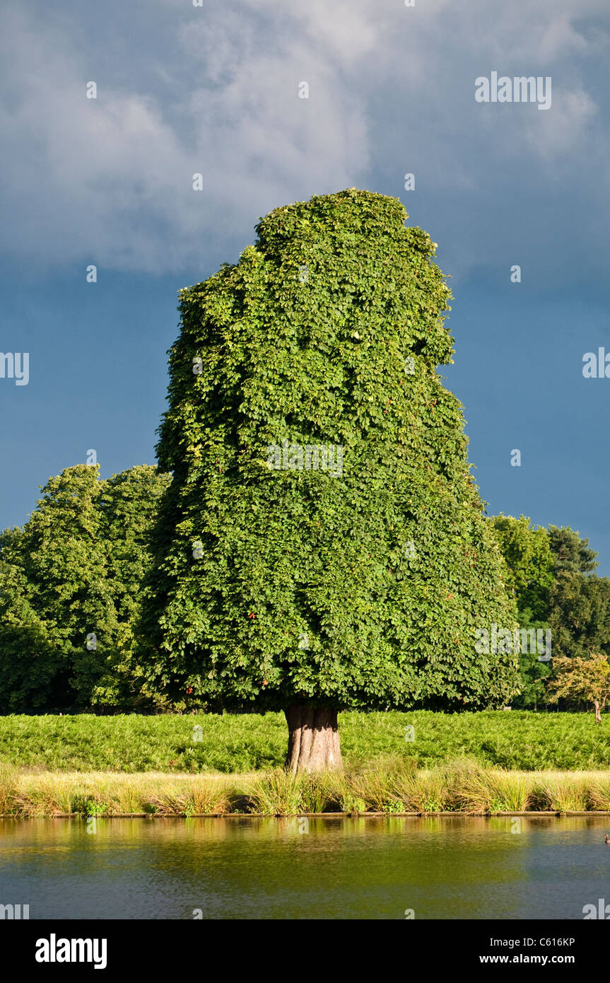 Trimmed sweet chestnut tree, Bushy Park, London, UK Stock Photo Alamy