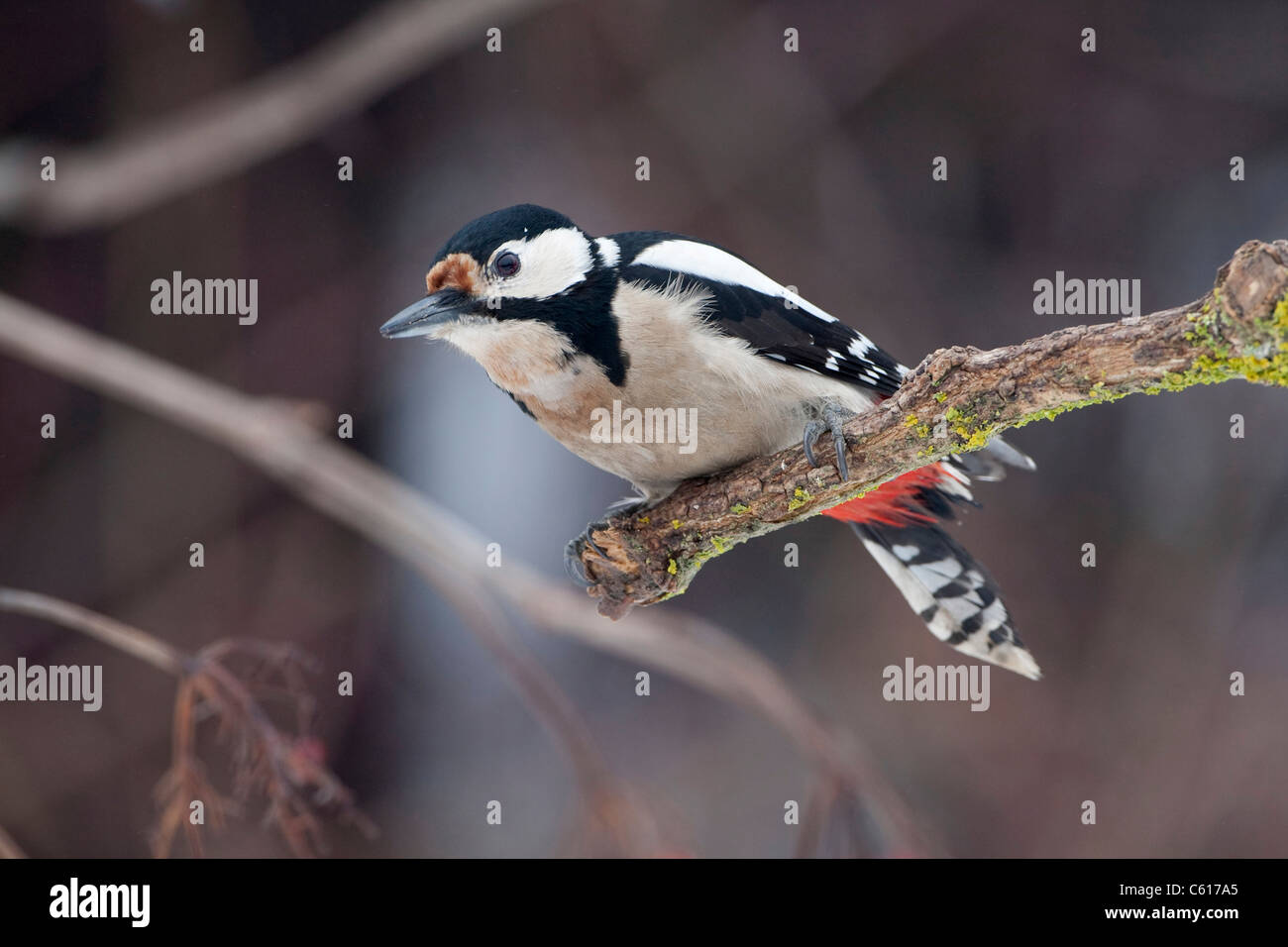 Great Spotted Woodpecker (Dendrocopos major) perching Stock Photo