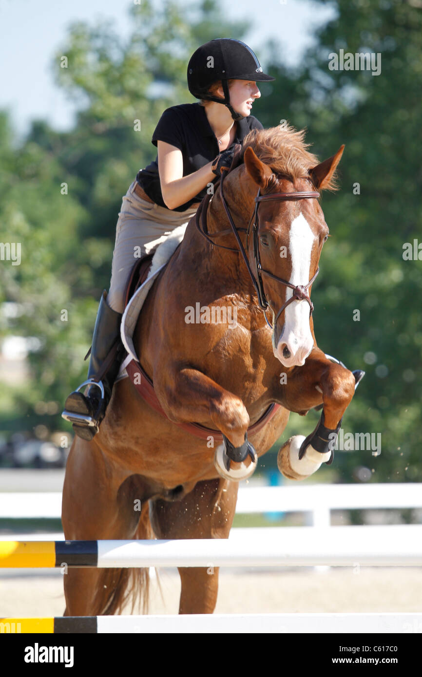 A horse and rider jumping a fence during a horse show Stock Photo - Alamy