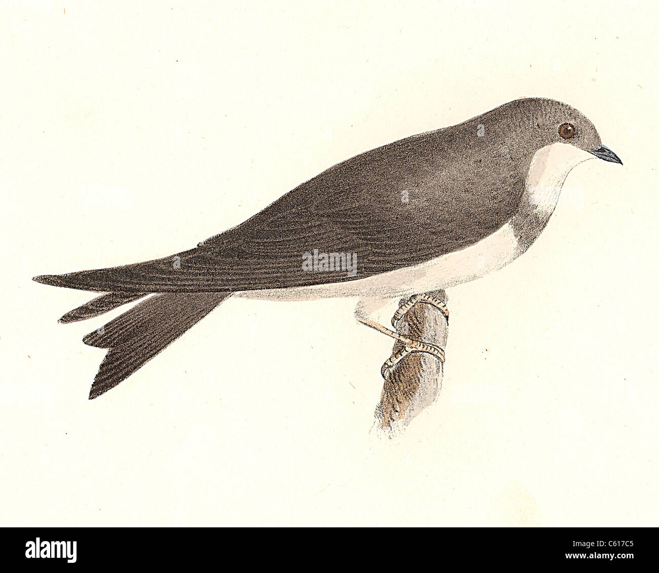The Bank Swallow, Sand Martin (Hirundo riparia, Riparia riparia) vintage bird lithograph - James De Kay, Zoology of New York, or the NY Fauna, Birds Stock Photo