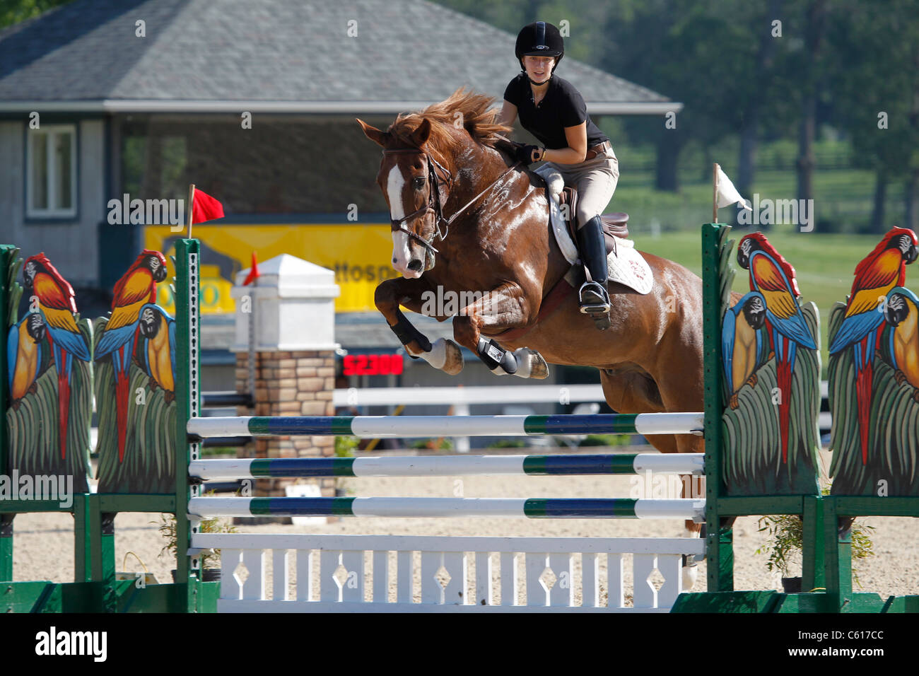 A horse and rider jumping a fence during a horse show. Stock Photo