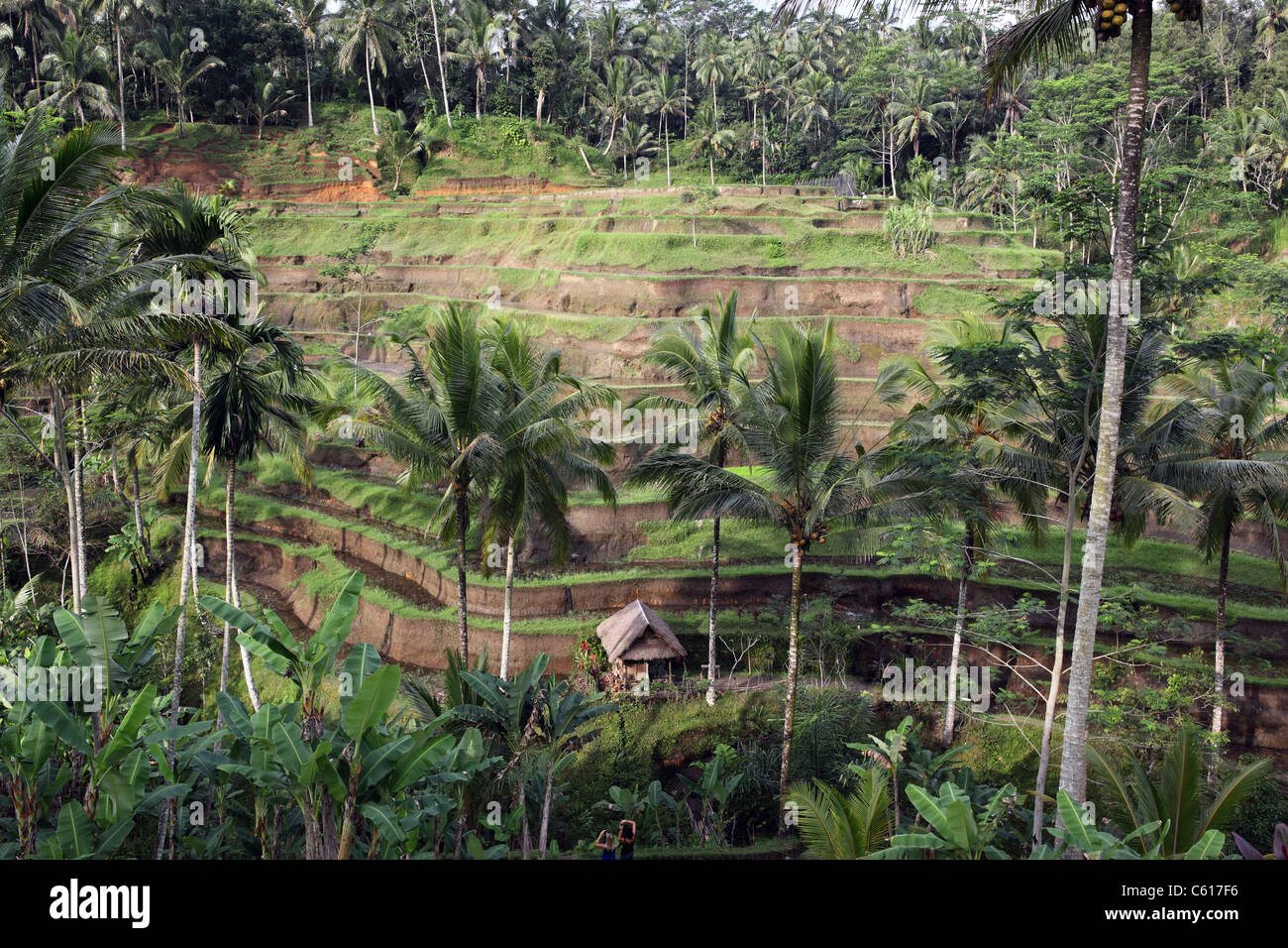 Rice terraces in Tegal Lalang. Stock Photo