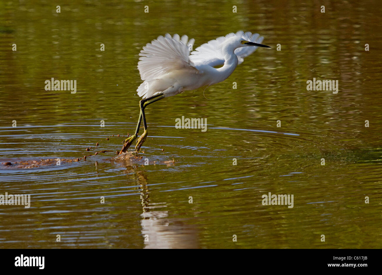 Snowy Egret (Egretta thula) taking off Stock Photo