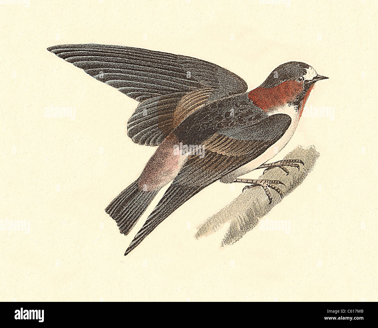 The Cliff Swallow, American Cliff Swallow (Hirundo fulva, Petrochelidon pyrrhonota) vintage bird lithograph - James De Kay, Zoology of New York, Birds Stock Photo