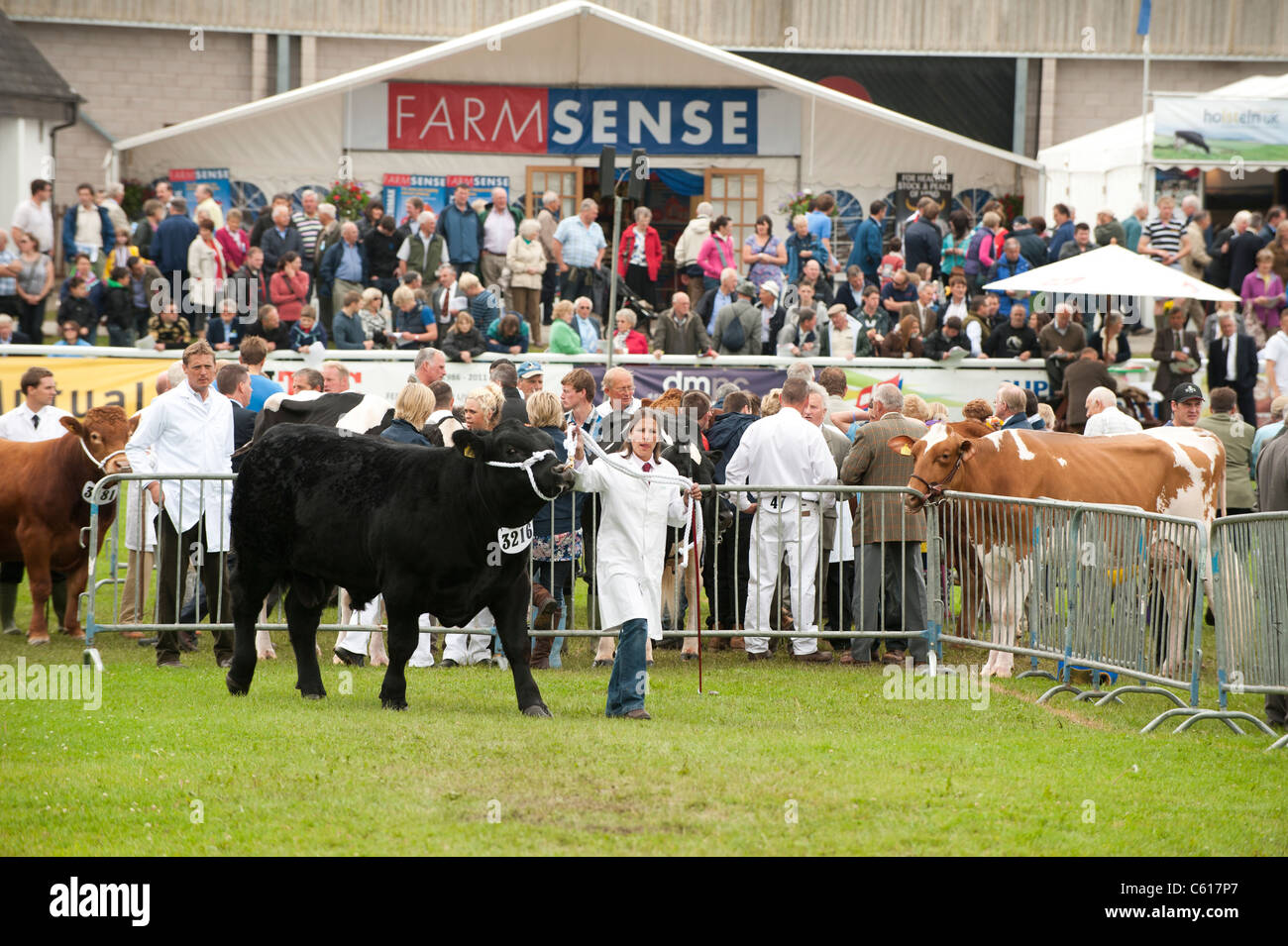 Bulls being shown in competition at the Royal Welsh Agricultural Show, Builth Wells, Wales, 2011 Stock Photo