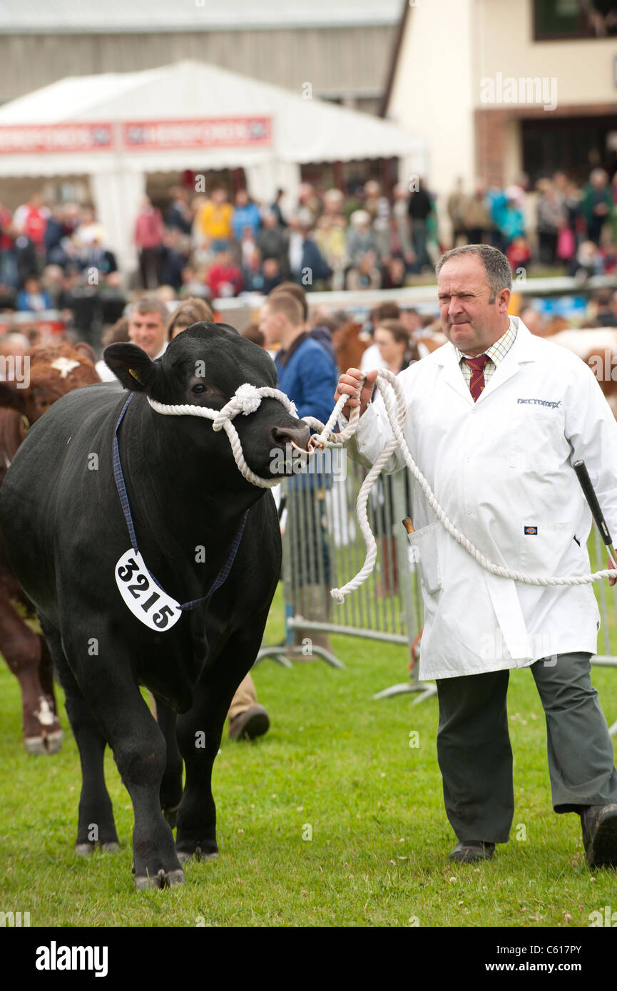 Bulls being shown in competition at the Royal Welsh Agricultural Show, Builth Wells, Wales, 2011 Stock Photo
