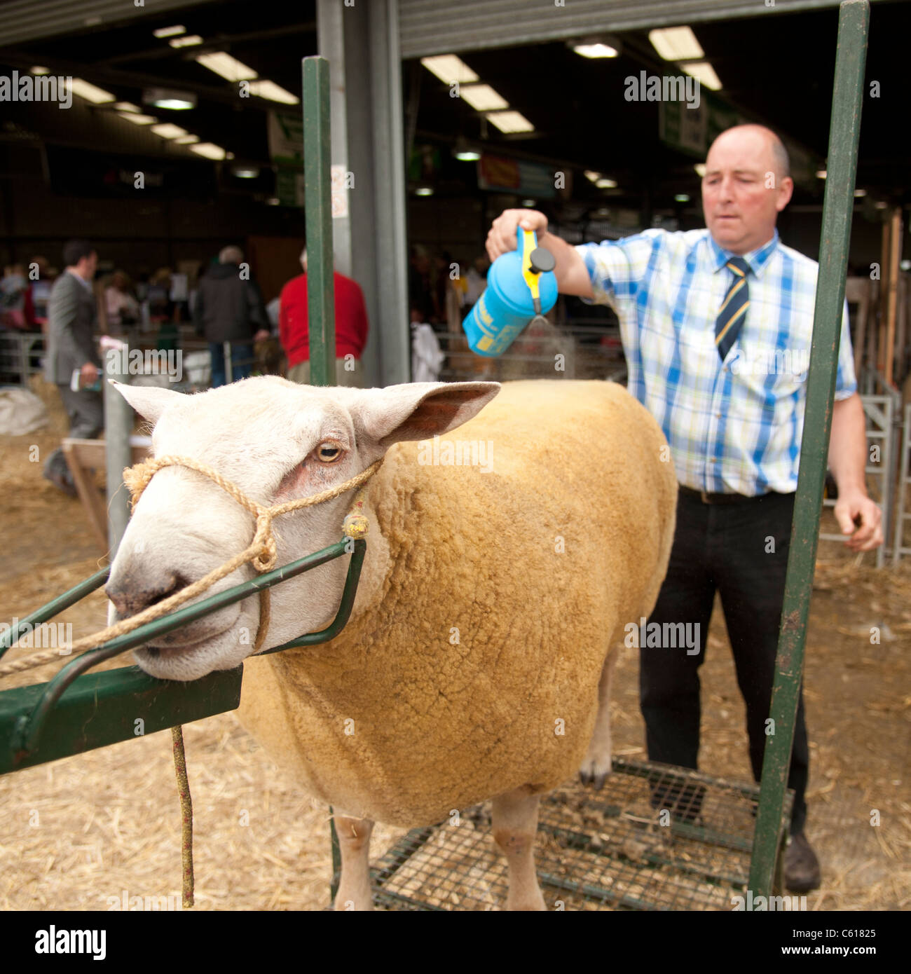 A man Preparing a sheep for competition at the Royal Welsh Agricultural Show, Builth Wells, Wales, 2011 Stock Photo