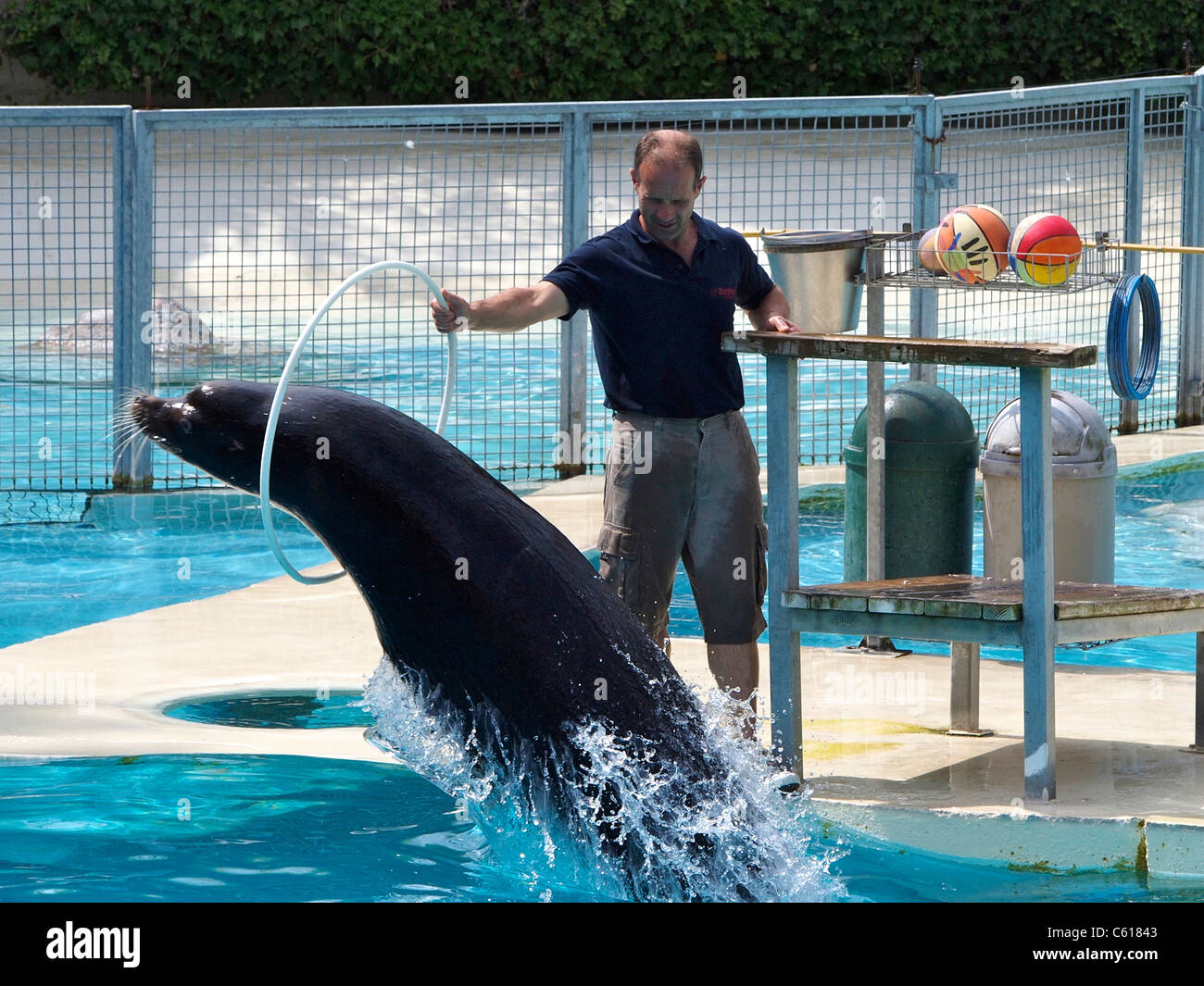 Large Californian sea lion jumping through a hoop at zooparc de Beauval, Loire valley, France Stock Photo