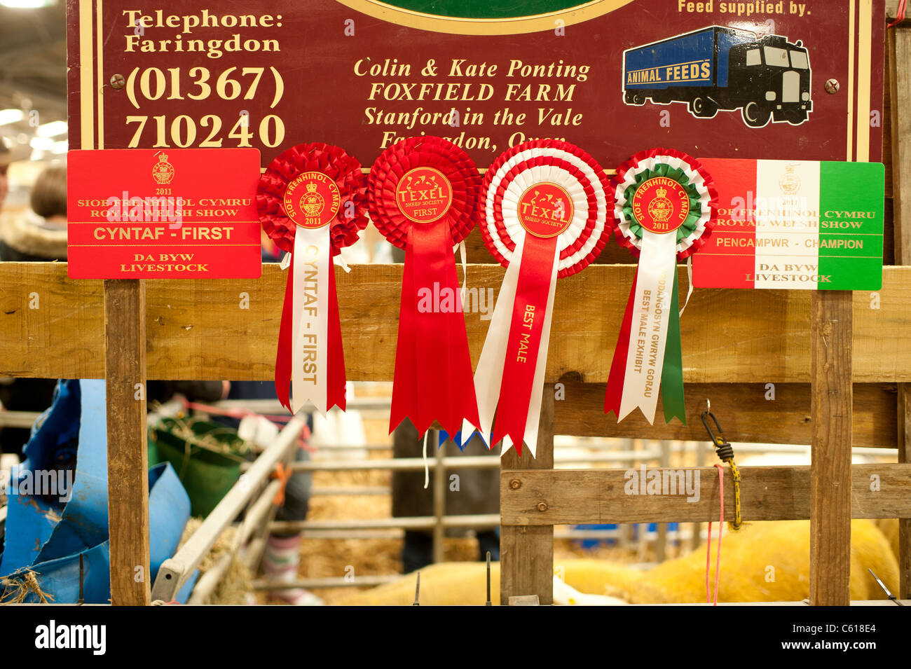 Prize winning Texel sheep rosettes and certificates at the Royal Welsh Agricultural Show, Builth Wells, Wales, 2011 Stock Photo