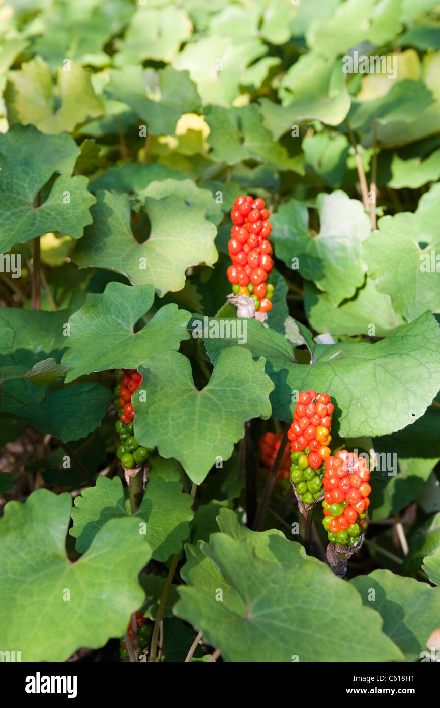 chelsea physic garden eastern china eomecon chionantha Stock Photo