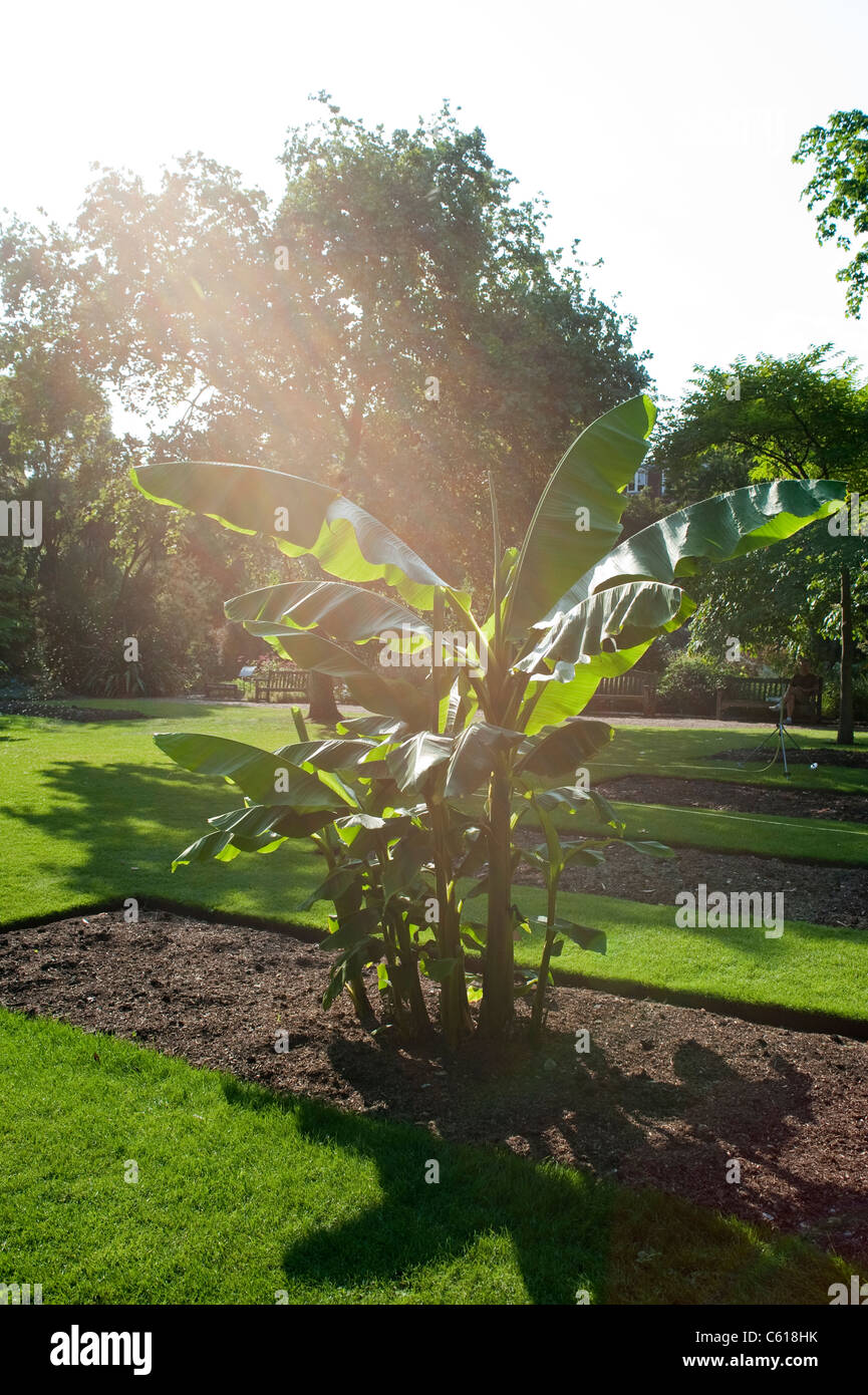 banana plant musa basjoo Stock Photo Alamy