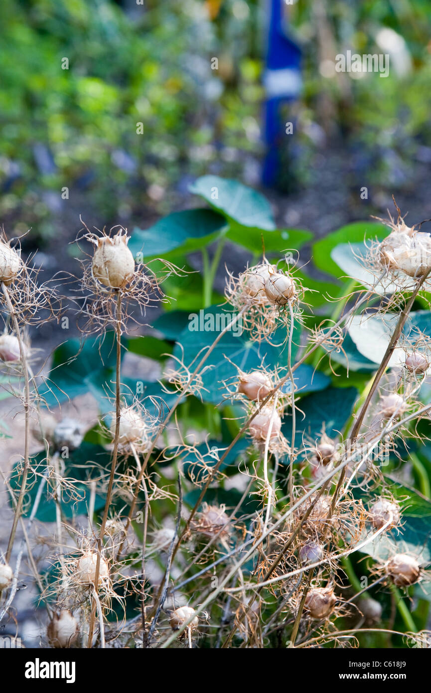 black cumin nigella sativa plant Stock Photo