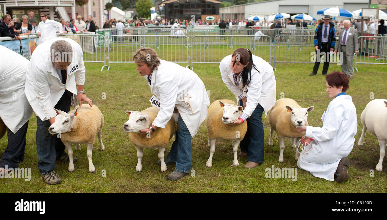 Sheep on show in competition at the Royal Welsh Agricultural Show, Builth Wells, Wales, 2011 Stock Photo