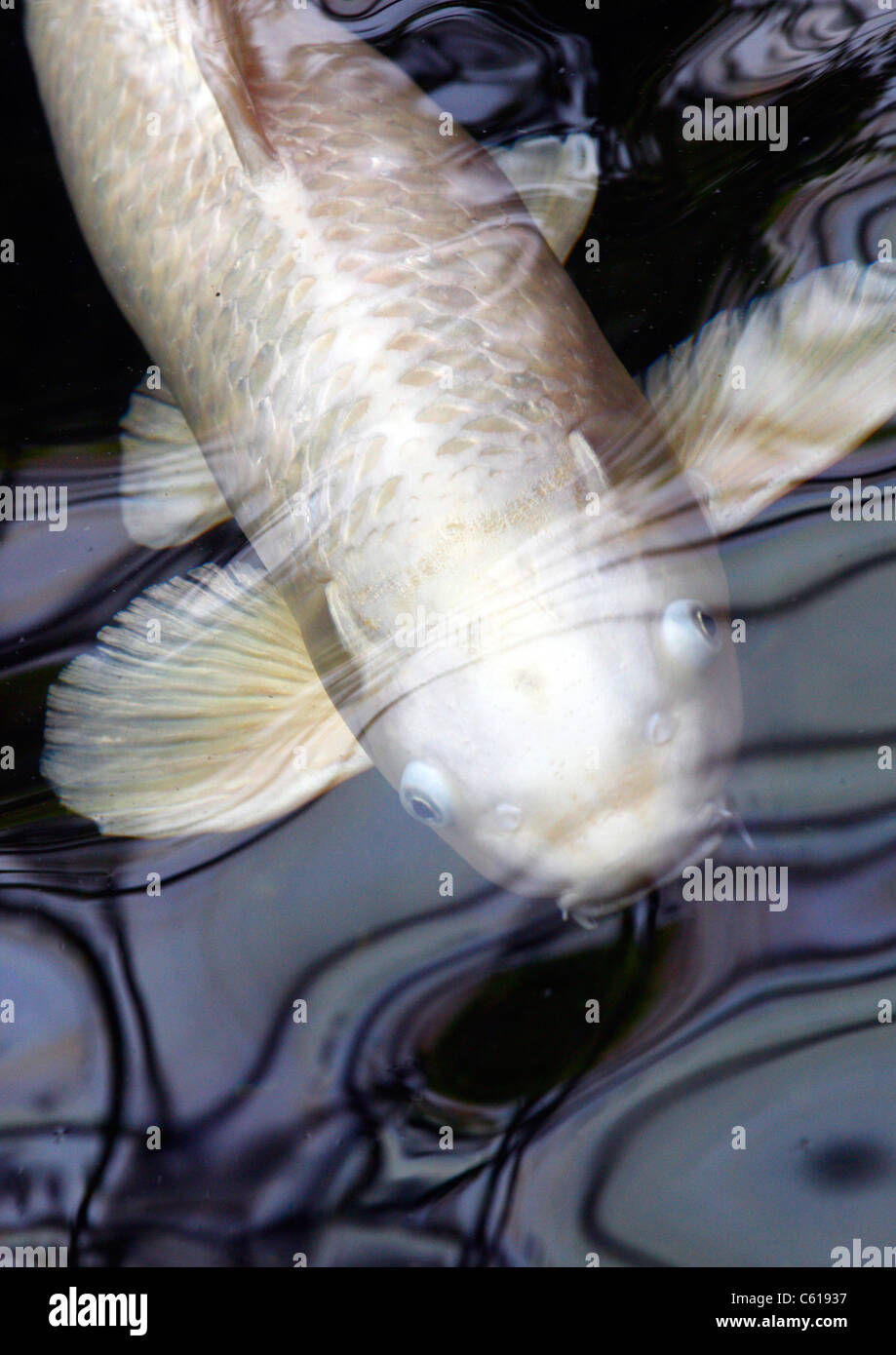 Coy carp water hires stock photography and images Alamy