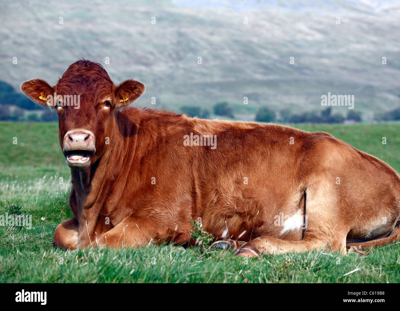Cow laying down hires stock photography and images Alamy