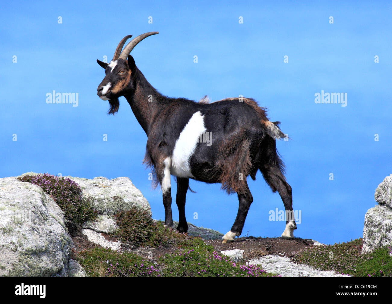 Wild Mountain Goat, Lundy Island Stock Photo