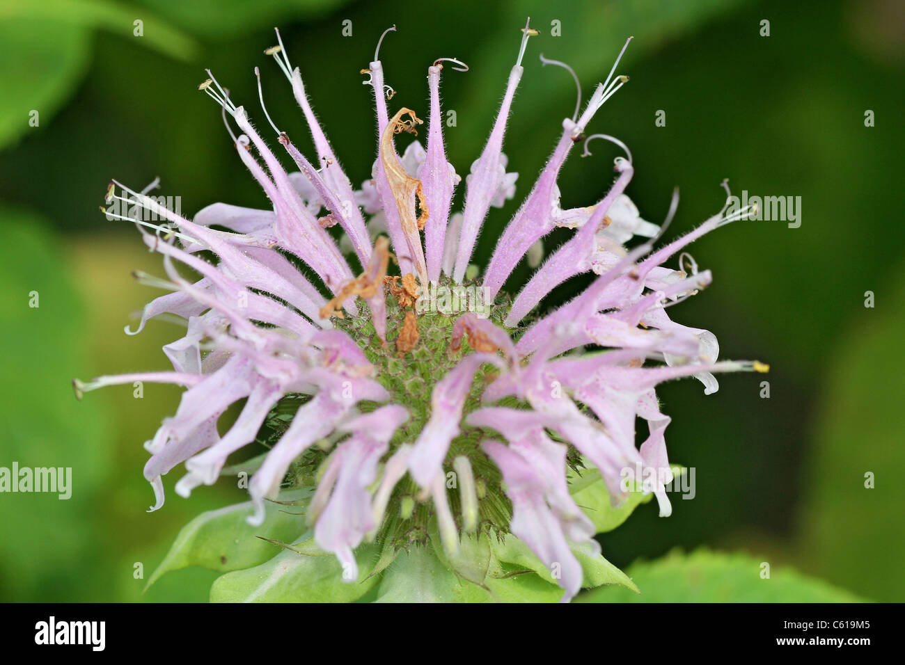 Wild bergamot in bloom Stock Photo