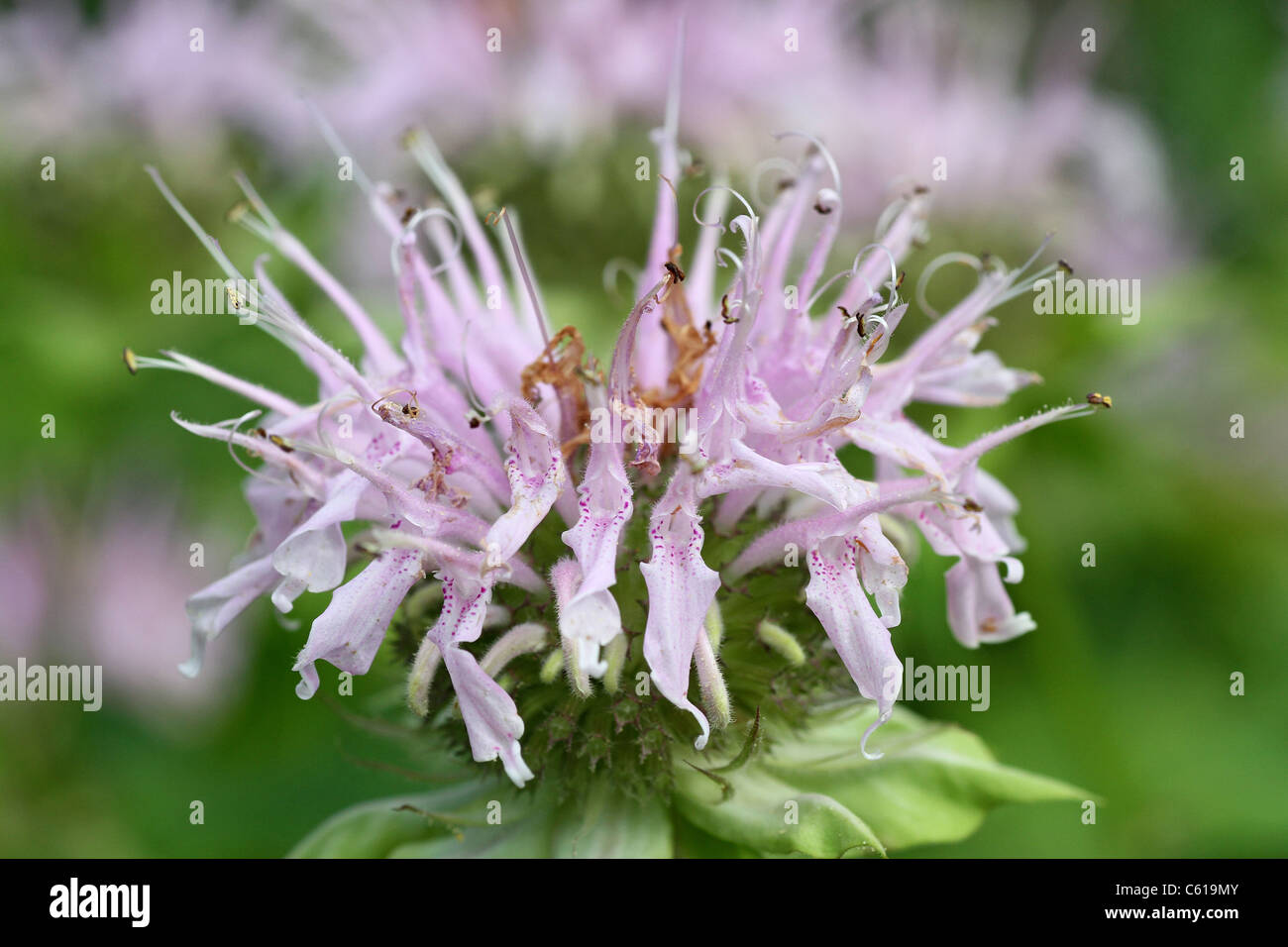 Wild bergamot in bloom Stock Photo Alamy