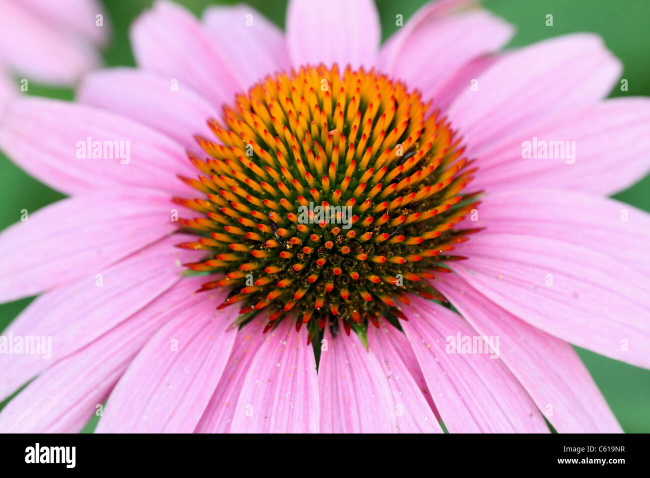 Purple coneflower in bloom Stock Photo Alamy