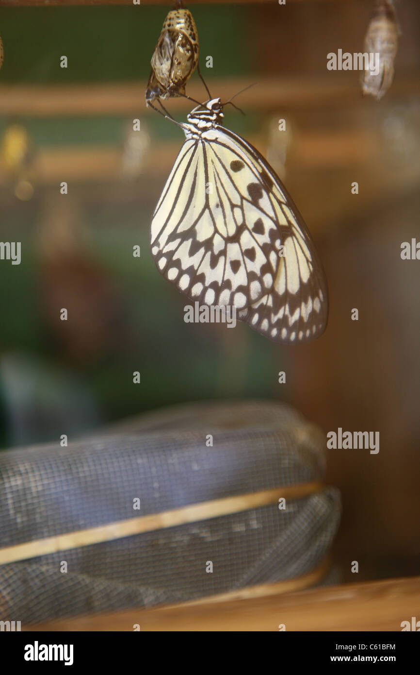 Black and White Butterfly coming out of a chrysalis Stock Photo Alamy