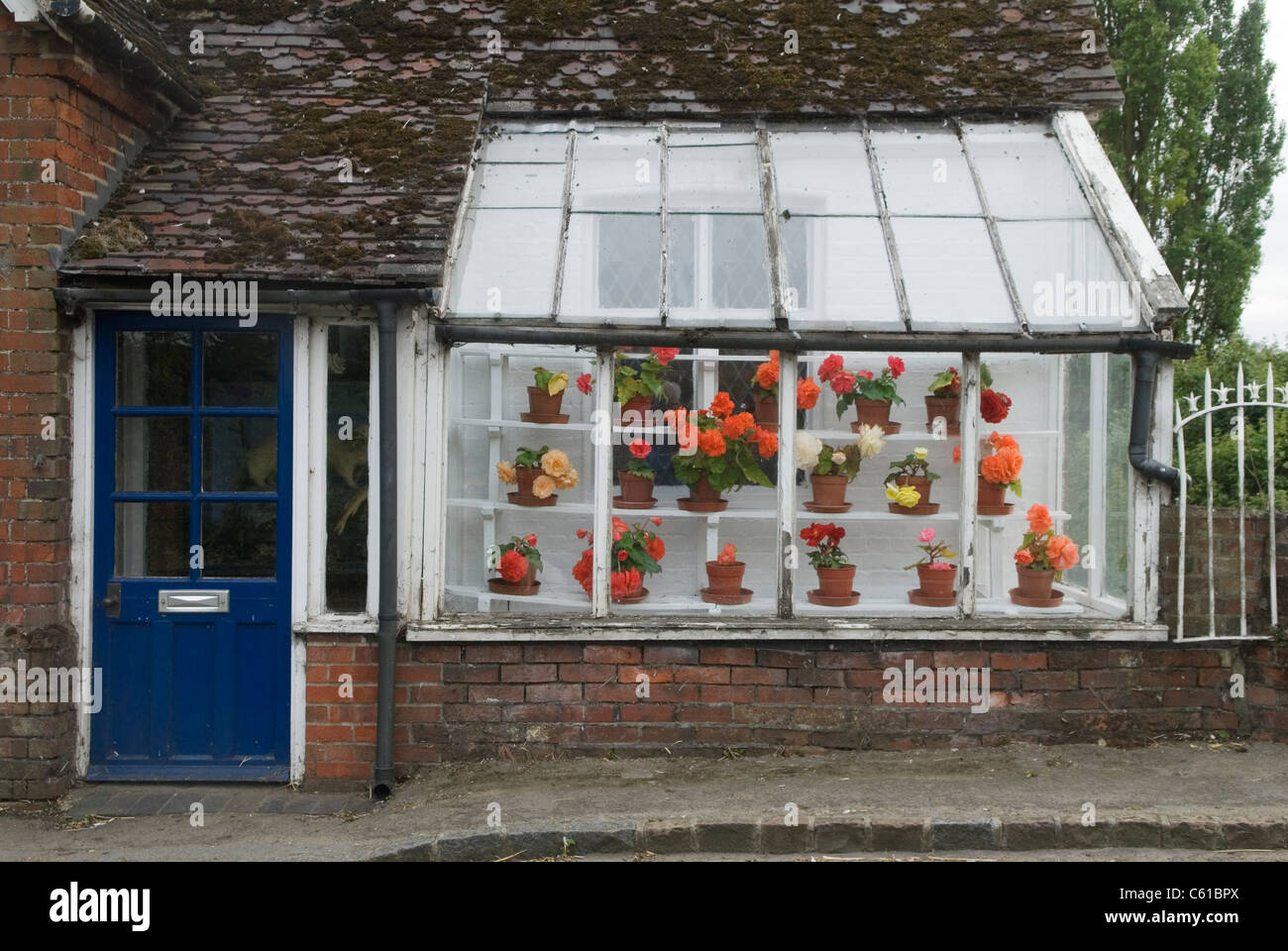 Country cottage in Oxfordshire with greenhouse flower display of large-flowered tuberous begonias.  Uk  HOMER SYKES Stock Photo