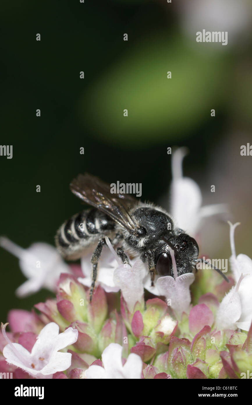 A small leaf-cutter bee drinks nectar from a tiny flower. Stock Photo