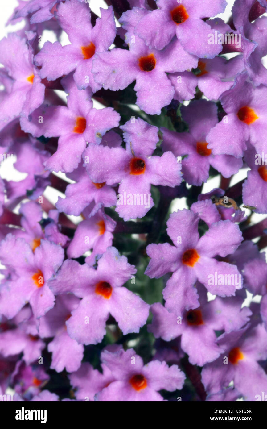 Sprig of Buddleia flowers against studio background Stock Photo