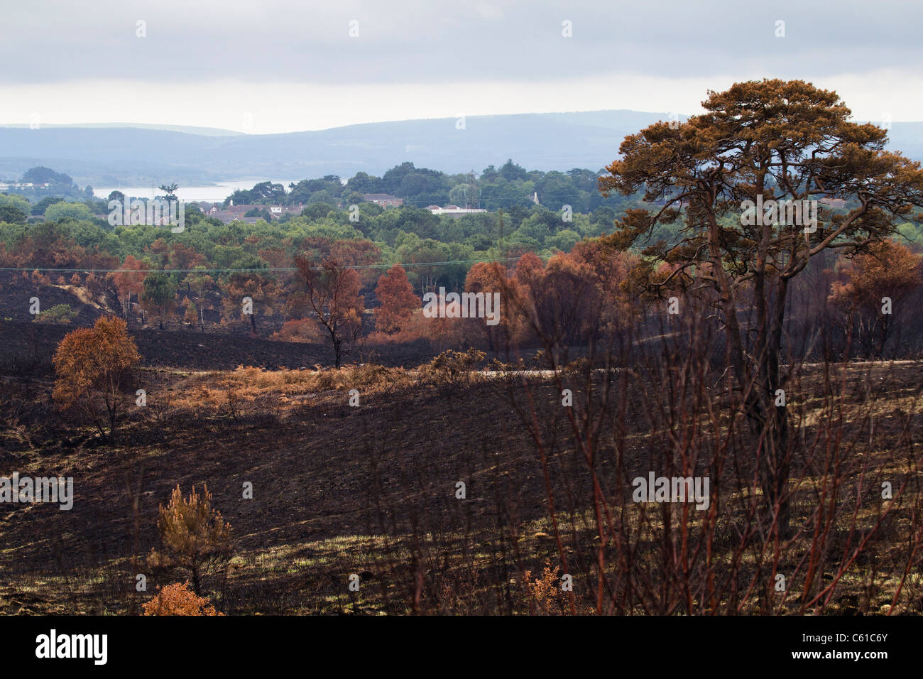 Fire damage to heathland. Upton Heath, Dorset, UK. Stock Photo