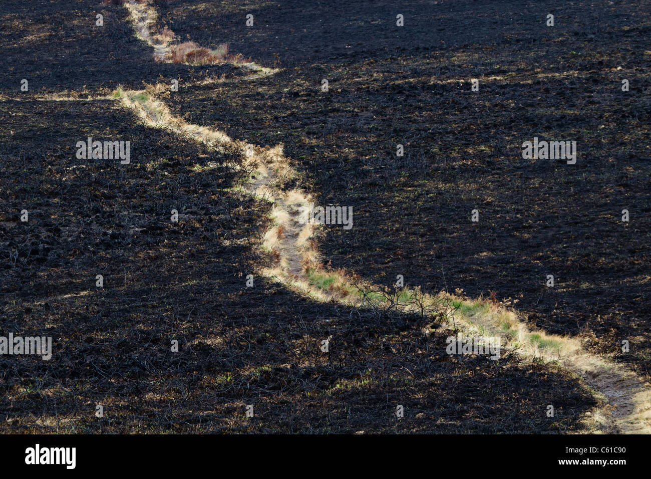 Footpath across burnt heathland. Upton Heath, Dorset, UK. Stock Photo